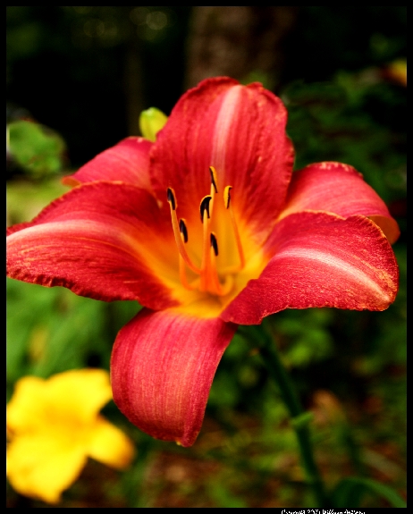 Red Lily      ~F2