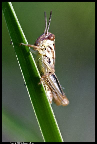 Grasshopper      ~In 3