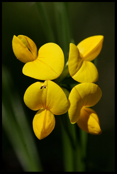 Yellow Round Valley flower