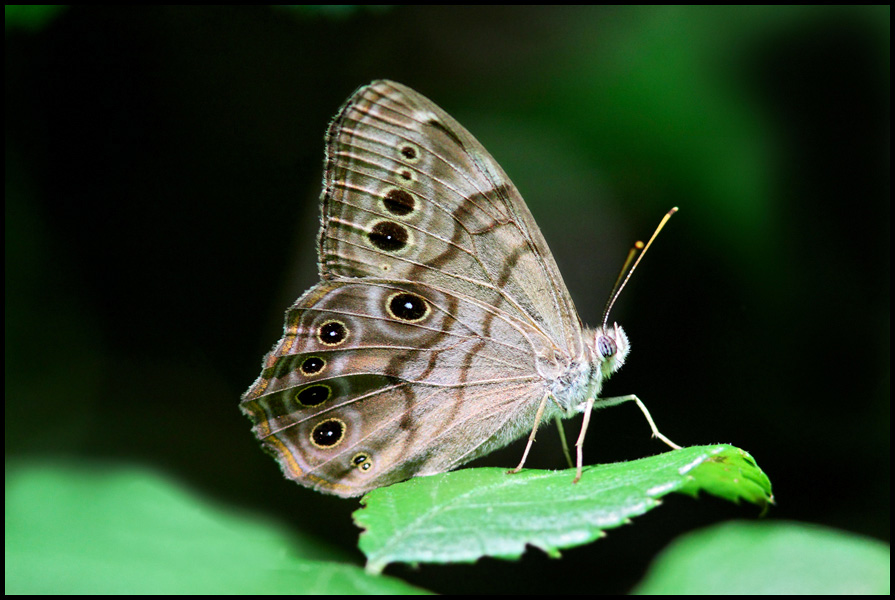 Forest Butterly