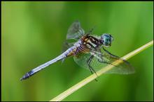 Blue Dragonfly side