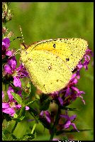 Sulpur Butterfly       ~In12