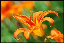Orange floral