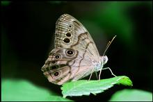 Forest Butterly